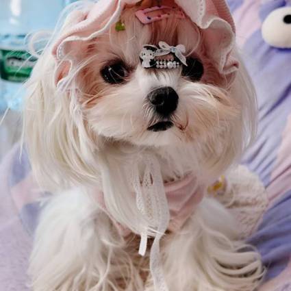 小白