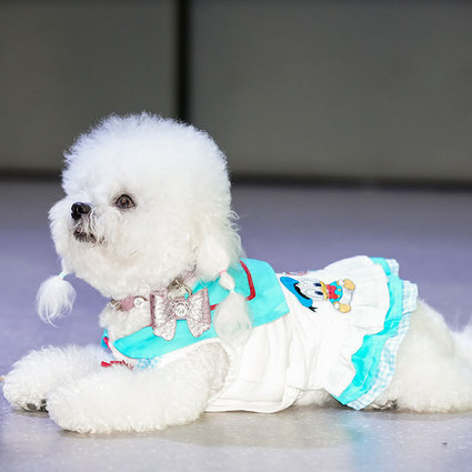 小白