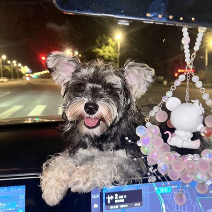 小白