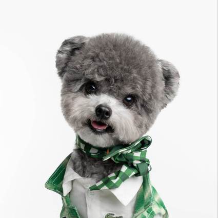 小白